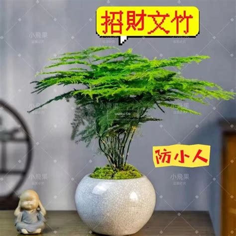 辦公室防小人植物